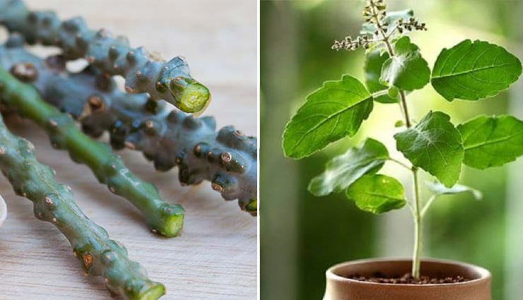 immunity,immunity booster drinks,type of immunity booster drinks,Health,healthy drinks,Health tips