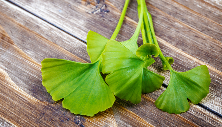11 Potential Health Benefits of Ginkgo Biloba
