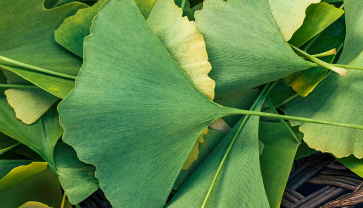 skin aging prevention herbs,anti-aging botanical remedies,basil skincare benefits,cinnamon anti-aging properties,clove oil for skin rejuvenation,ginger anti-aging scrub recipe,guggul extract benefits for wrinkles,gingko biloba for skin aging,ashwagandha anti-aging benefits,ginseng anti-aging skincare routine,herbal remedies for youthful skin,natural herbs for skin rejuvenation,ayurvedic herbs for anti-aging,topical herbal solutions for aging skin,organic anti-aging skincare herbs,holistic approach to skin aging,traditional herbs for youthful complexion,herbal treatments for aging signs,botanical remedies for skin elasticity,natural herbs for radiant skin