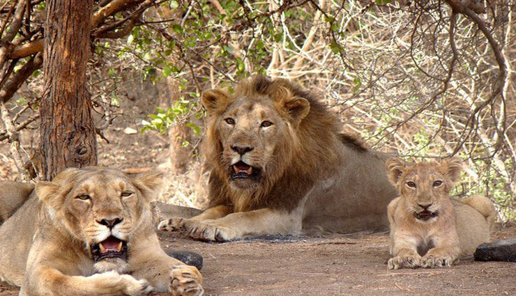 tourist places of junagadh,junagadh,travel,tourism,holidays,places  to visit in junagadh