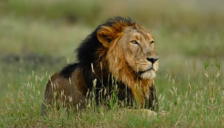 10 Must Visit Places in Gir, Gujarat