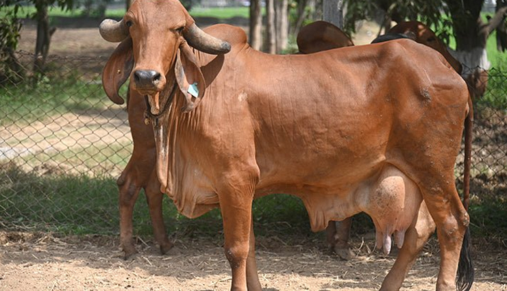 famous cow breeds in india,indian cow breeds,most popular cow breeds in india,famous cattle breeds of india,cow breeds in india and their characteristics,indigenous cow breeds of india,dairy cow breeds in india,cattle farming in india,famous indian cow breeds and their significance