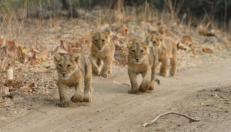 wildlife reserves to visit in india,reserves to visit in india,gir national park,kanha tiger reserve,sundarbans national park,mahatma gandhi marine national park,balpakram national park,kaziranga national park,travel,india travel,holidays,travel guide,india tourism