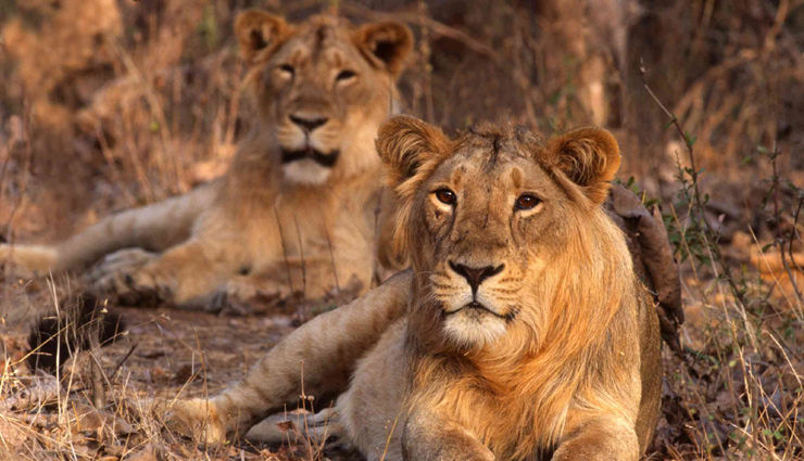 best tourist places in gujarat,gujarat tourism,tourist places in gujarat,places to visit in gujarat,holidays in gujarat,gujarat tourism