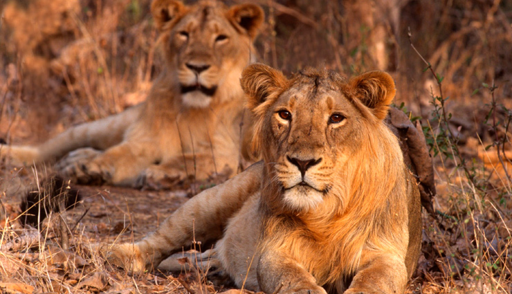 10 places to visit in gujarat,best tourist places in gujarat,top destinations in gujarat 2024,gujarat travel guide march,rann of kutch visit march,gir national park safari,somnath temple travel,dwarka tourist attractions,ahmedabad heritage sites,saputara hill station gujarat,bhuj cultural heart of gujarat,vadodara lakshmi vilas palace,patan rani ki vav,jamnagar tourist spots,places to visit in gujarat in march,gujarat trip itinerary