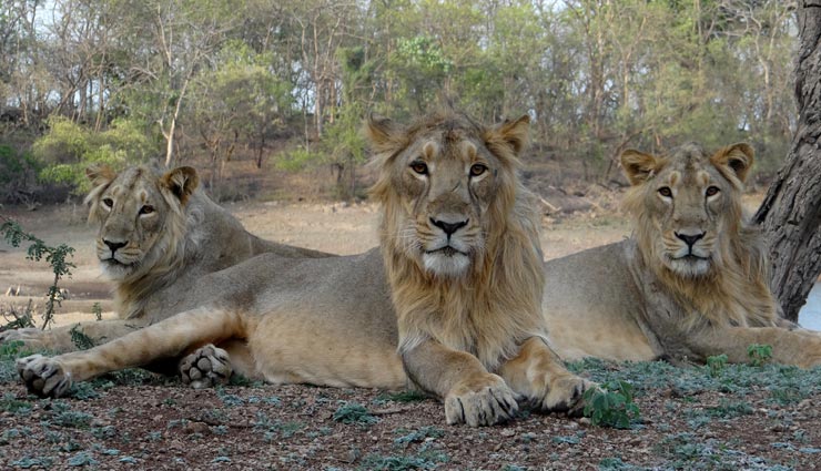गुजरात की इन जगहों पर बनाए घूमने का प्लान, जीत लेगी आपका दिल