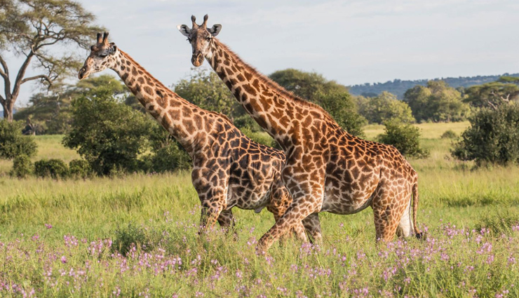 why giraffe has long necks,facts about giraffe,weird facts