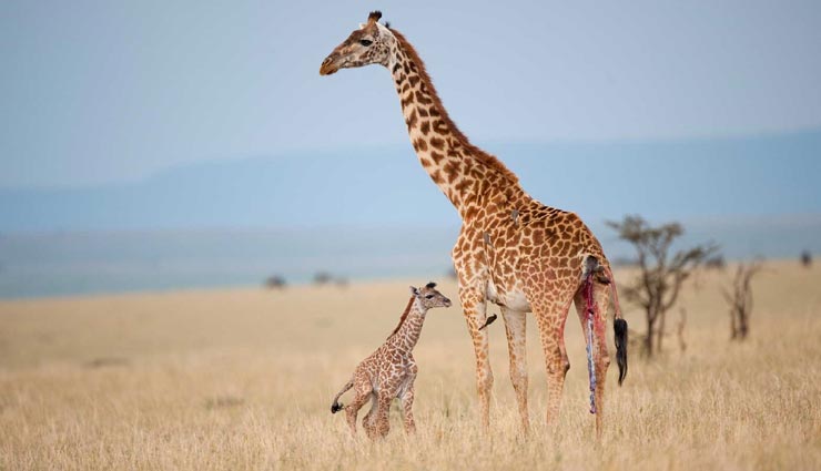 24 घंटे में जिराफ लेता है सिर्फ 30 मिनट की नींद, जानें इससे जुड़े मज़ेदार तथ्य