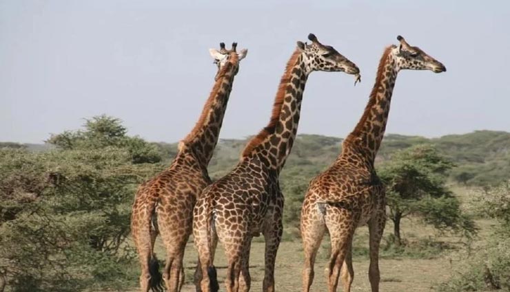 क्यों होती है जिराफ की गर्दन इतनी लम्बी? दुनियाभर के वैज्ञानिक के बीच विवाद weird news,weird information,interesting facts,giraffe facts