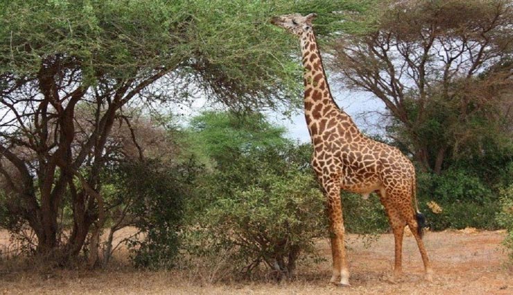 VIDEO : जिराफ द्वारा घास खाने के इस जुगाड़ को देख, हंसने से नहीं रोक पाएंगे खुद को