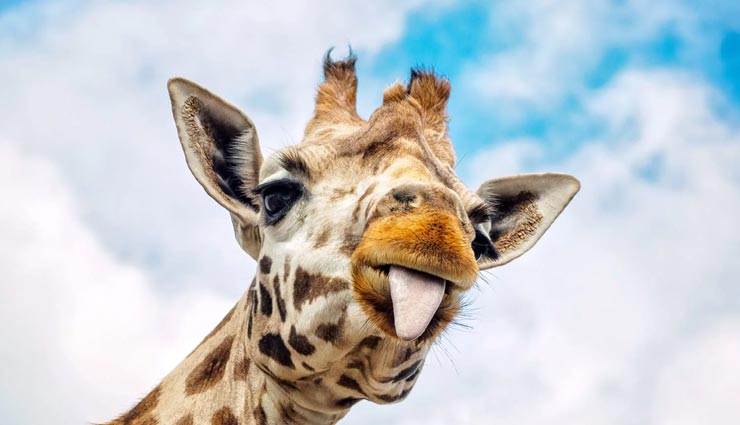 24 घंटे में जिराफ लेता है सिर्फ 30 मिनट की नींद, जानें इससे जुड़े मज़ेदार तथ्य interesting facts,amazing facts,interesting facts of giraffe,giraffe amazing facts