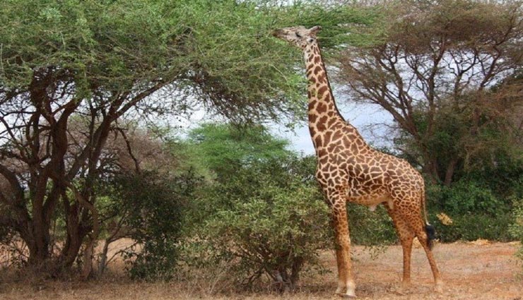 क्यों होती है जिराफ की गर्दन इतनी लम्बी? दुनियाभर के वैज्ञानिक के बीच विवाद