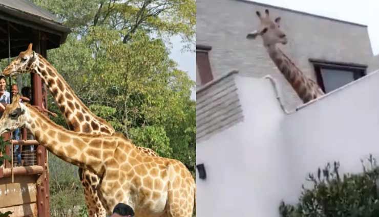 कराची में दिखा चौकाने वाला नजारा, शख्स ने घर में ही पाला जिराफ, फूटा जनता का गुस्सा