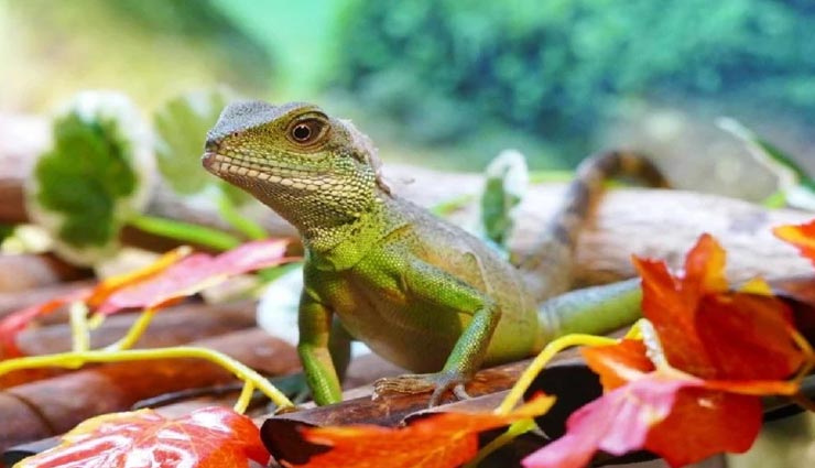 आखिर् क्यों और कैसे बदलते हैं गिरगिट अपना रंग?

