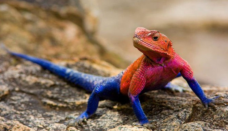 स्पाइडर-मैन की तरह दिखने वाला गिरगिट सोशल मीडिया पर वायरल, लोगों ने दिए मज़ेदार कमेंट