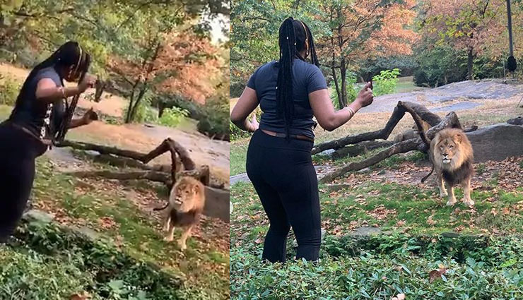 woman,climbs,safety barrier,zoo,taunt,lion,video viral