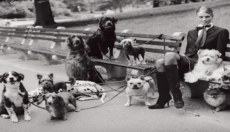 weird story,weird reason of divorce,dogs caused to divorce,love with dogs