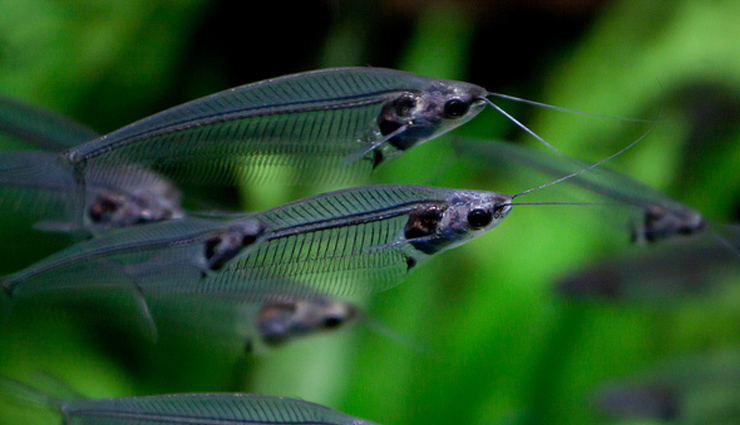 have you seen these 10 amazing transparent animals,unique animals in the world,transparent animals in the world,amazing animals in the world,must see animals in the world