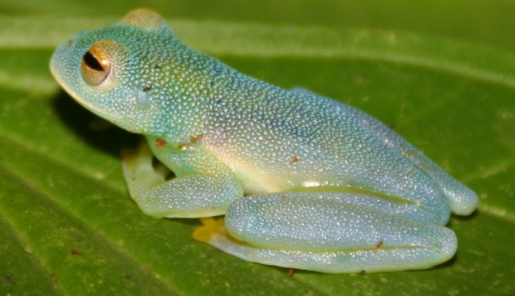 have you seen these 10 amazing transparent animals,unique animals in the world,transparent animals in the world,amazing animals in the world,must see animals in the world