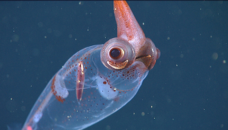 have you seen these 10 amazing transparent animals,unique animals in the world,transparent animals in the world,amazing animals in the world,must see animals in the world