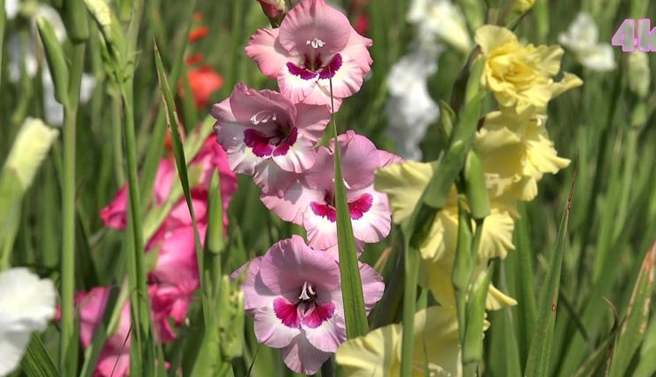 plants for summers,summer household tips