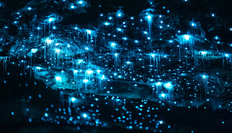 glow worm spotting in new zealand,best places to see glow worms,new zealand glow worm destinations,where to find glow worms in new zealand,top spots for glow worm viewing,discovering glow worms in new zealand,glow worm hotspots in new zealand,new zealand glowing wonders,must-visit glow worm locations,exploring glow worm caves in new zealand