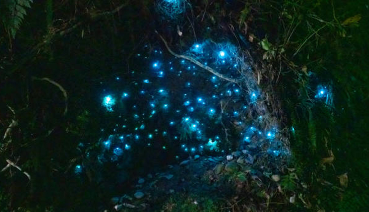 amazing places to spot glow worms in new zealand,holiday,travel,tourism