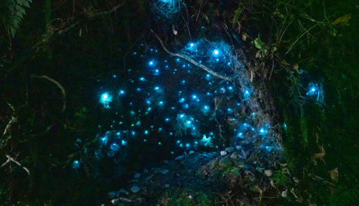 glow worm spotting in new zealand,best places to see glow worms,new zealand glow worm destinations,where to find glow worms in new zealand,top spots for glow worm viewing,discovering glow worms in new zealand,glow worm hotspots in new zealand,new zealand glowing wonders,must-visit glow worm locations,exploring glow worm caves in new zealand