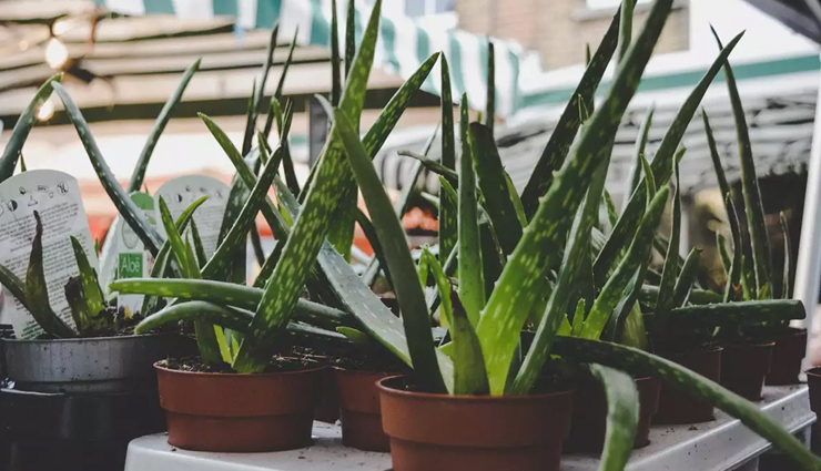 papaya,lemon juice,tomato juice,aloe vera,potato,cucumber,curd with turmeric,glowing skin for mens,men skin care tips,skin care tips,beauty tips