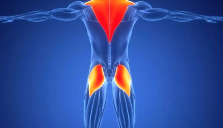 7 Exercises For Gluteus Maximus