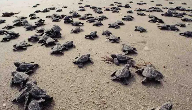 goa,things to do in goa,places to visit in goa