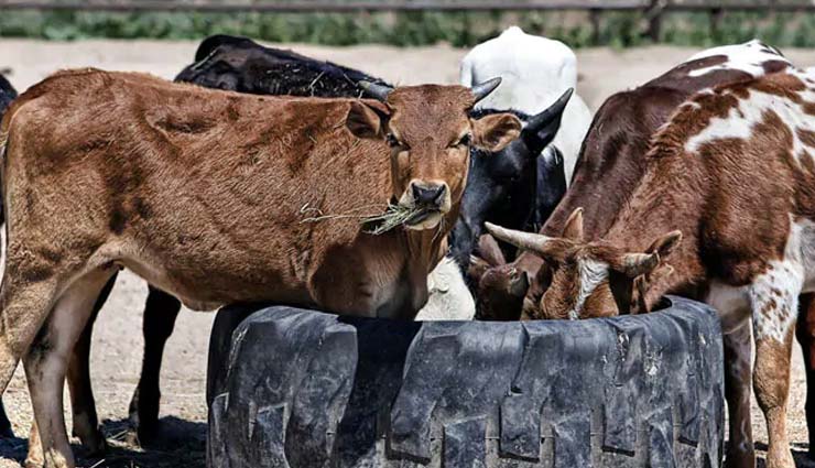 गोवा की गायें हुई मांसाहारी, खा रही हैं चिकन और मछली goa,cow,non veg,chicken,fish,weird news in hindi