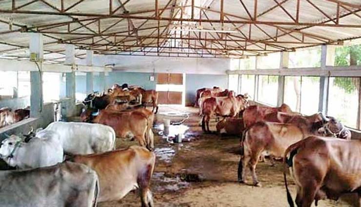 गोवा की गायें हुई मांसाहारी, खा रही हैं चिकन और मछली goa,cow,non veg,chicken,fish,weird news in hindi