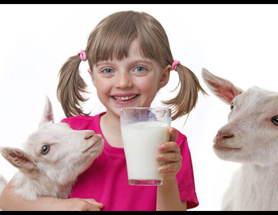 फायदे : बच्चों के लिए गुणकारी है बकरी का दूध