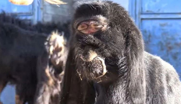 सोशल मीडिया पर चर्चा का विषय बन गई यह अनोखी बकरी, आखिर क्या हैं इसकी खासियत?