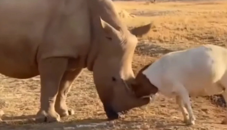 VIDEO : छोटी-सी बकरी का हुआ विशालकाय गैंडे से सामना, देखें फिर क्या हुआ