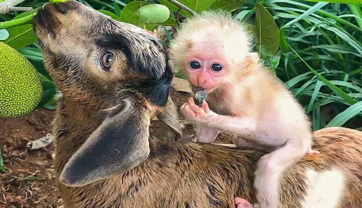 बकरी और बंदर के बच्चे का यह वीडियो लगा रहा सोशल मीडिया पर आग, ला देगा आपके चहरे पर भी मुस्कान