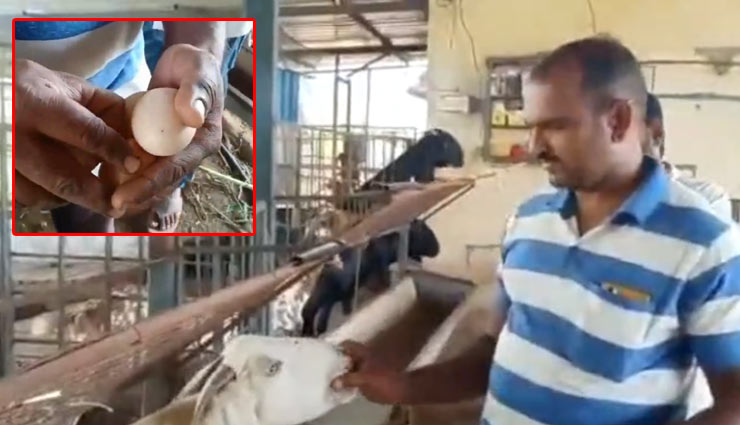 अंडों की शौकीन बकरी, रोज खाती है दो से पांच अंडे