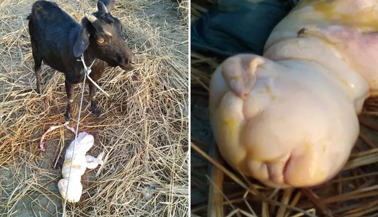 बकरी ने दिया इंसान जैसी शक्ल के बच्चे को जन्म, कुछ देर बाद हुई मौत