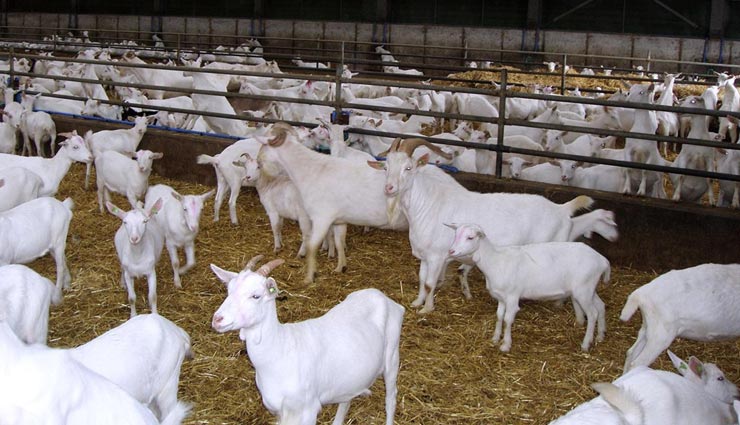 नीदरलैंड में दिया गया 50000 बकरियों को मारने का आदेश, संपर्क से फैल रहा निमोनिया 