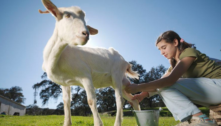 health benefits of goat milk,goat milk benefits,Health tips ,बकरी का दूध
