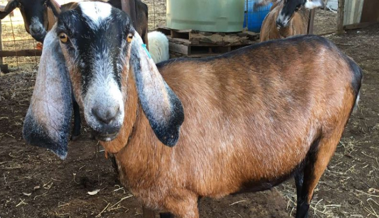 jaundice,home remedies for jaundice,jaundice home remedy,tips to get rid or jaundice,Health,Health tips