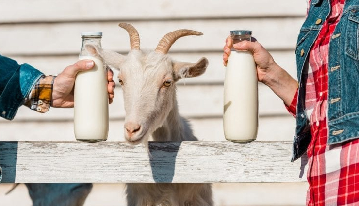 goat milk,diy goat milk soap,goat milk soap for skin,skin care tips,skin beauty