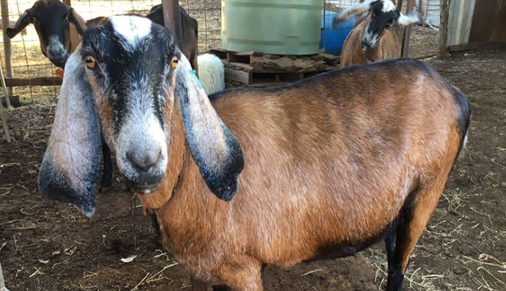 फिरोजाबाद में डेंगू बुखार के बाद बकरी के दूध के दामों में आई रिकॉर्ड तेजी, बिक रहा इतने रुपये किलो 