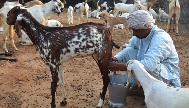 5 Least Known Health Benefits of Drinking Goat Milk