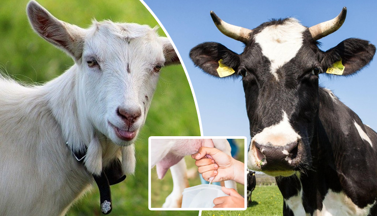 गाय के दूध से बेहतर हो सकता है बकरी का दूध, सेवन से होते हैं ये कमाल के फायदे