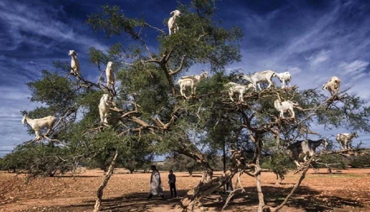 बकरियों के मल की बदौलत इस देश के लोग कर रहे लाखों की कमाई, आखिर कैसे