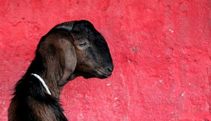 Pregnant goat dies after 8 men gang-rape it in Haryana