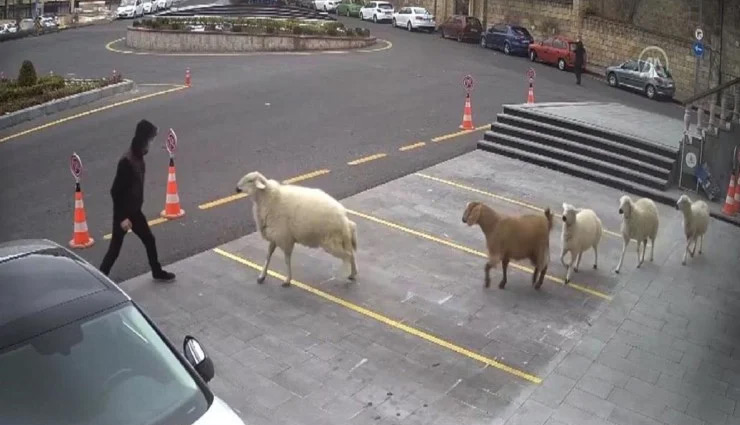 खेत से भागी भेड़-बकरियों ने तुर्की  में मचाया आतंक, वीडियो वायरल