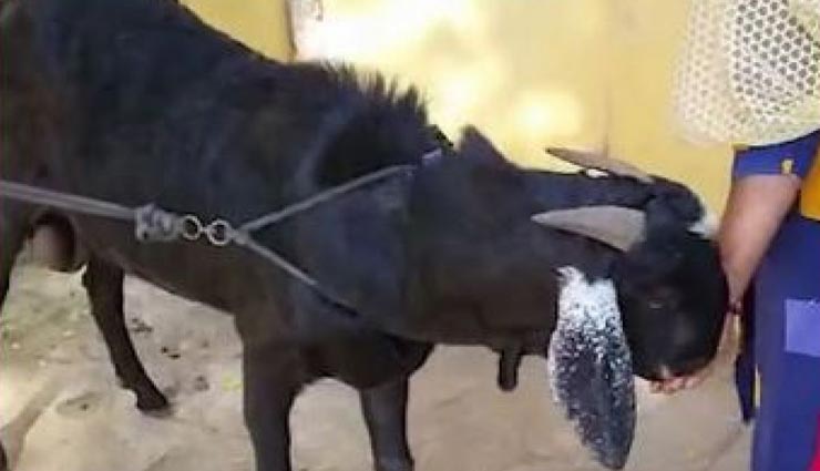 आखिर क्या हैं इस बकरे की खासियत जिसकी कीमत लगी 25 लाख रूपये 